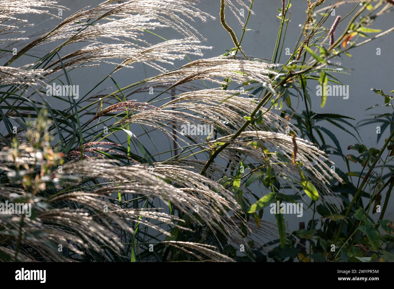 Miscanthus sinensis 'Yakushima Dwarf' ornament grass flowerheads Stock Photo