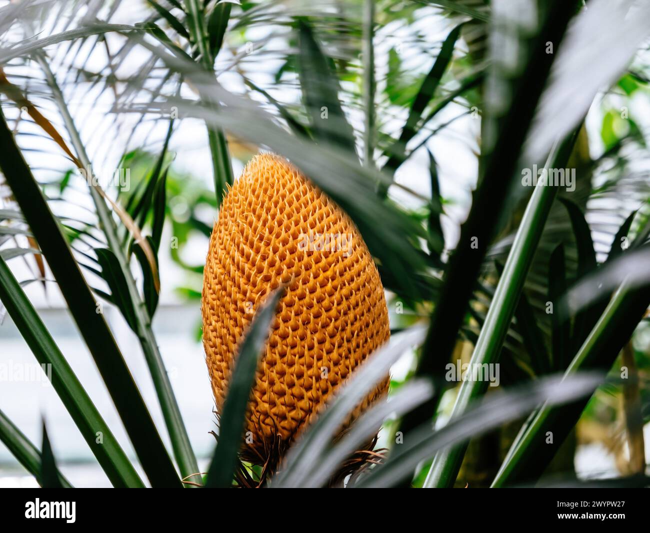 Lush cycad cone emerging amidst spiky green fronds, capturing the exotic essence of a tropical garden in vibrant detail - Cycas circinalis Stock Photo