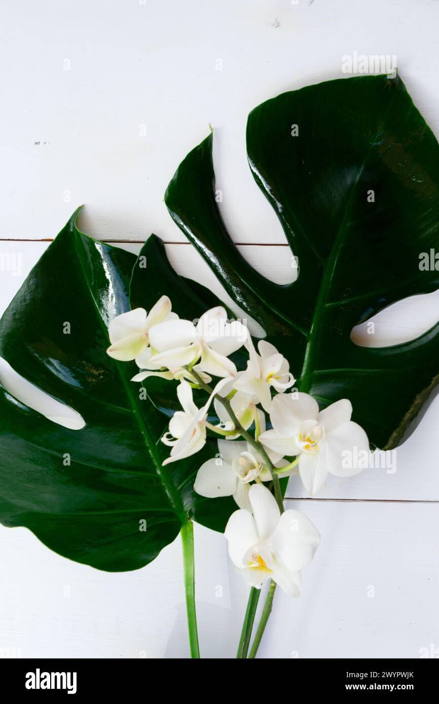 Summer flat lay scenery with tropical leaves on white background Stock ...