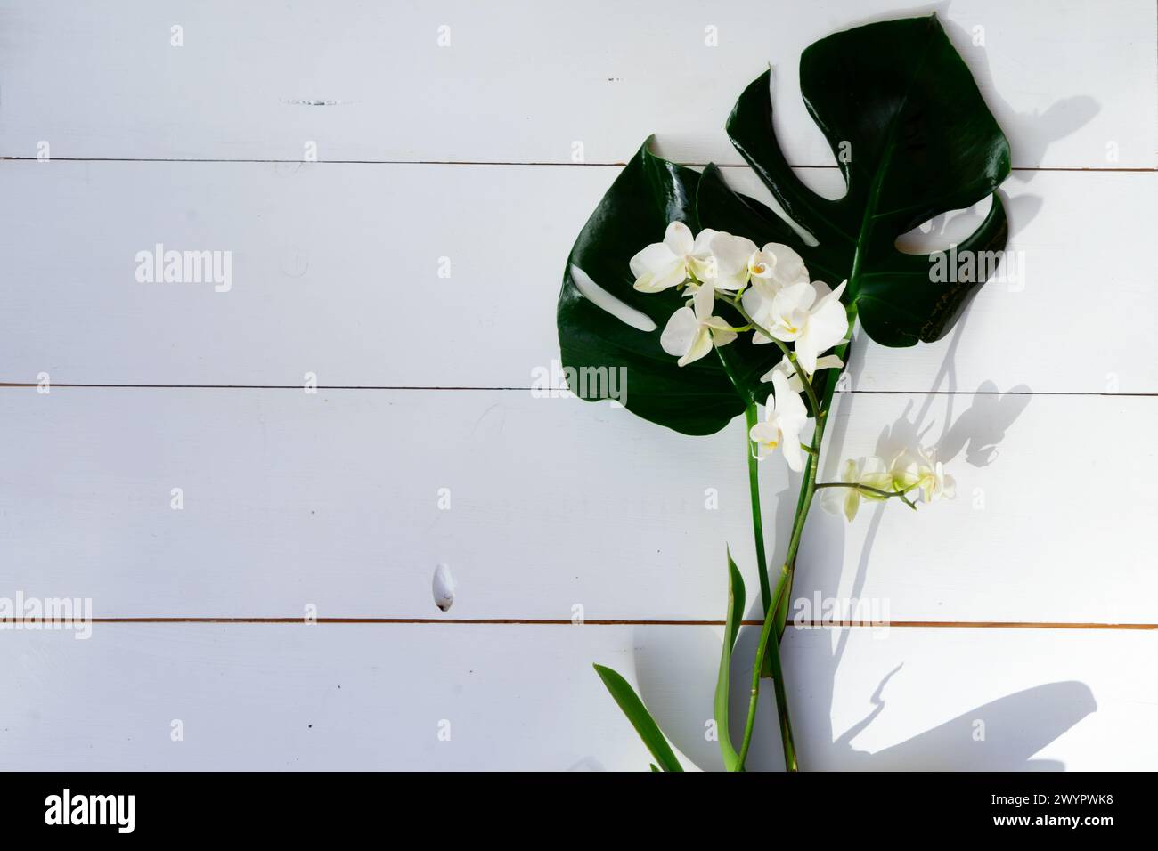 Summer flat lay scenery with tropical leaves and orchids on white ...