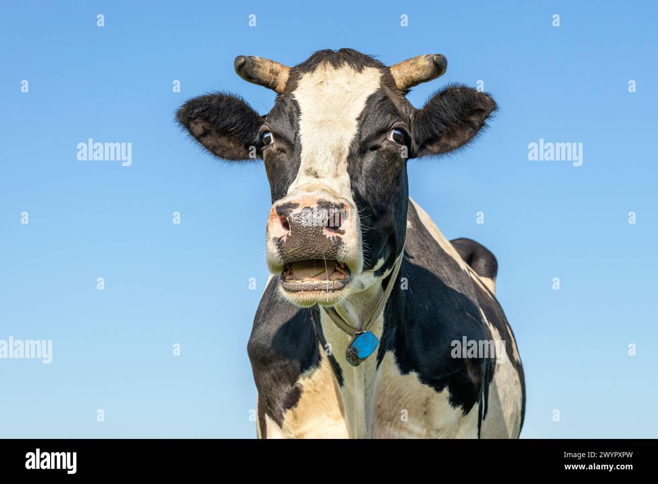 Bellowing cow, black and white looking mature, horned and mouth open and a blue sky Stock Photo
