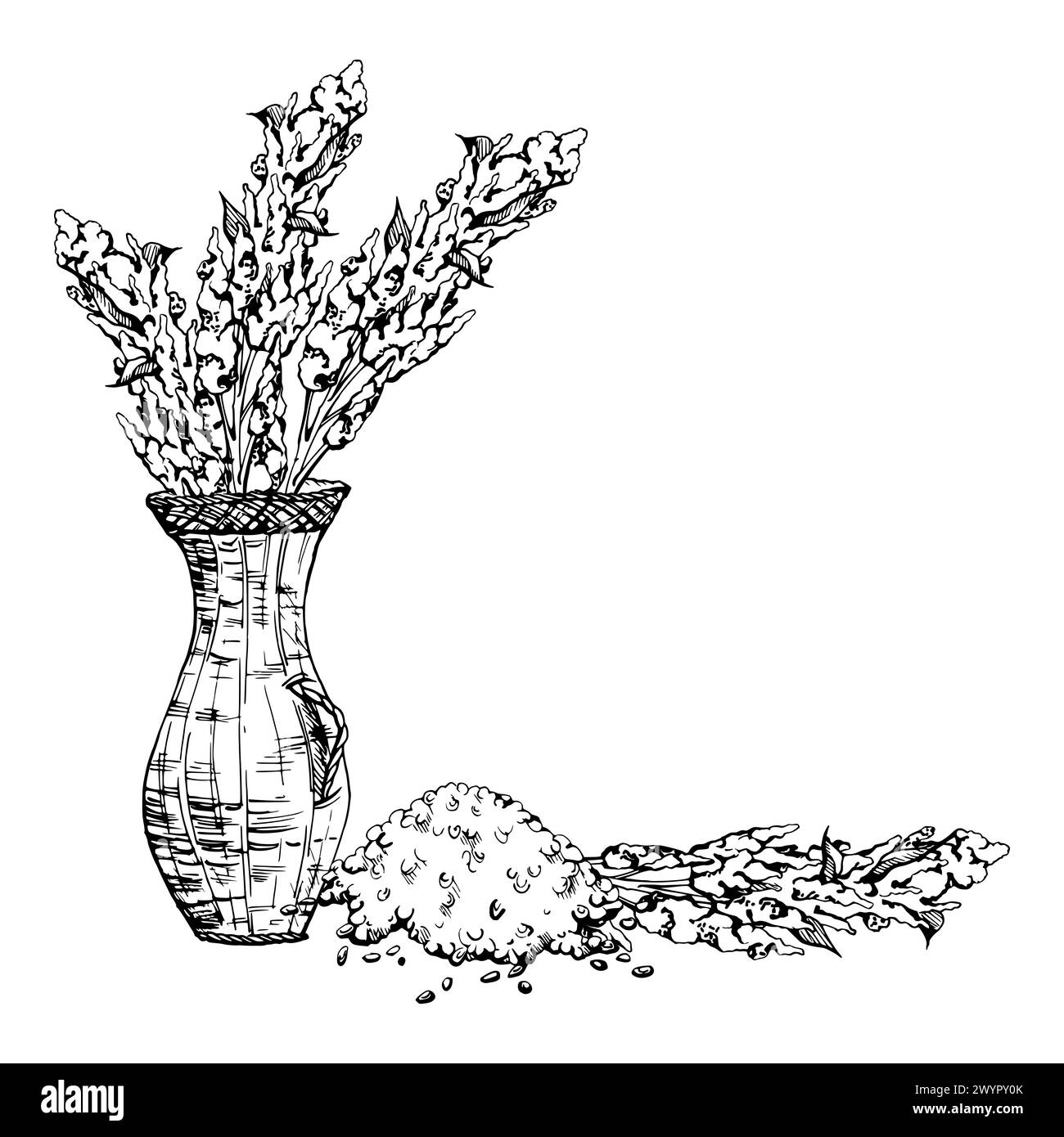 Hand drawn ink vector illustration, quinoa plant seeds, amaranth flower ...
