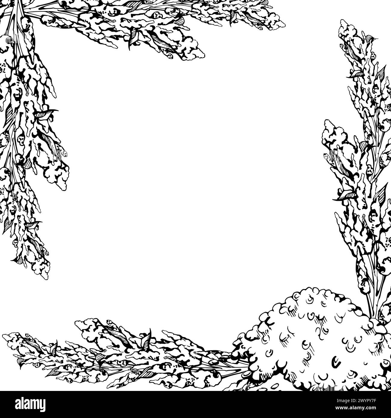 Hand drawn ink vector illustration, quinoa plant seeds, amaranth flower ...