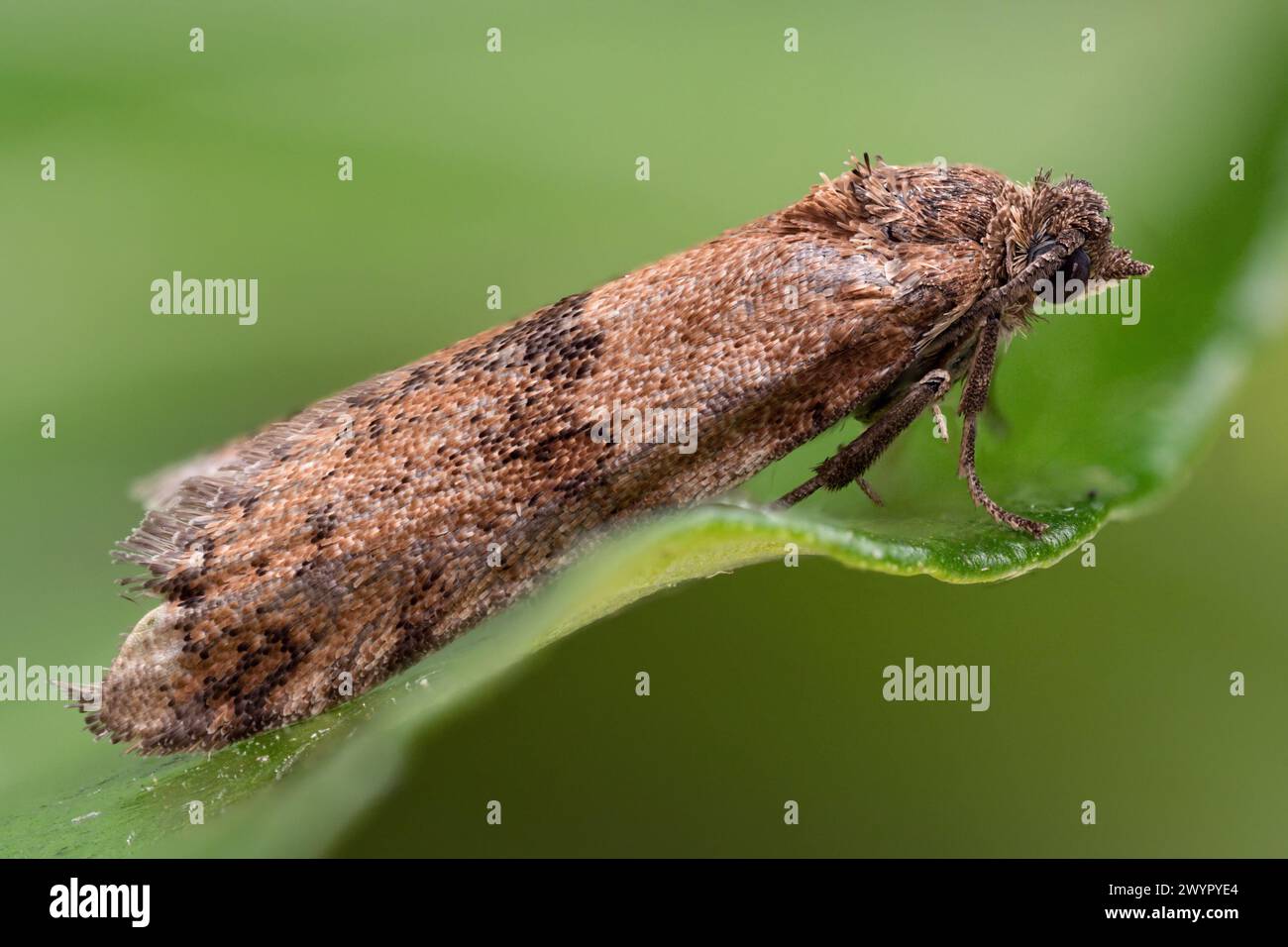 Tortricodes alternella Tortrix moth resting on leaf. Tipperary, Ireland Stock Photo