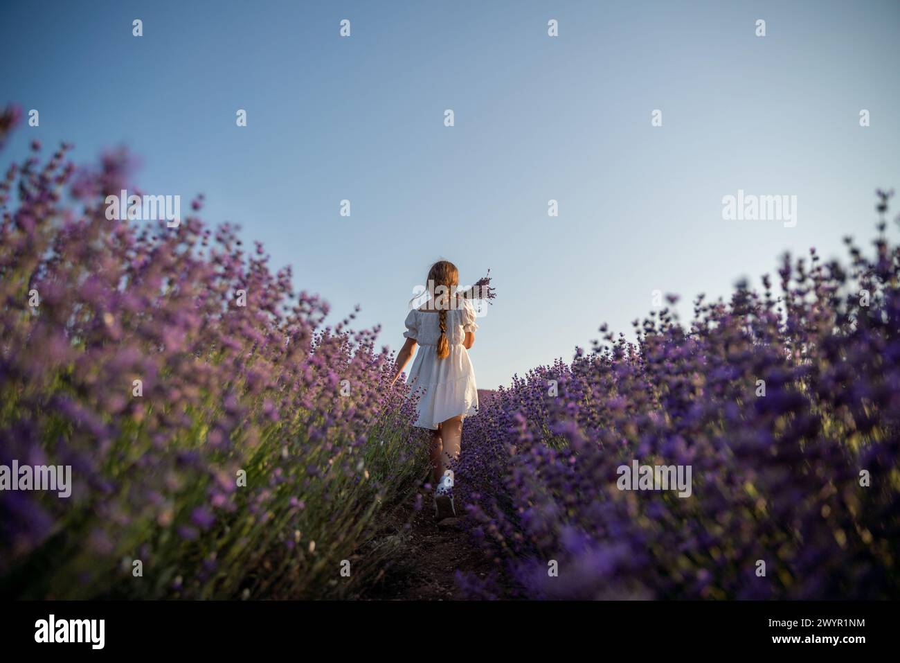 Lavender field girl. Back view happy girl in white dress with a scythe ...