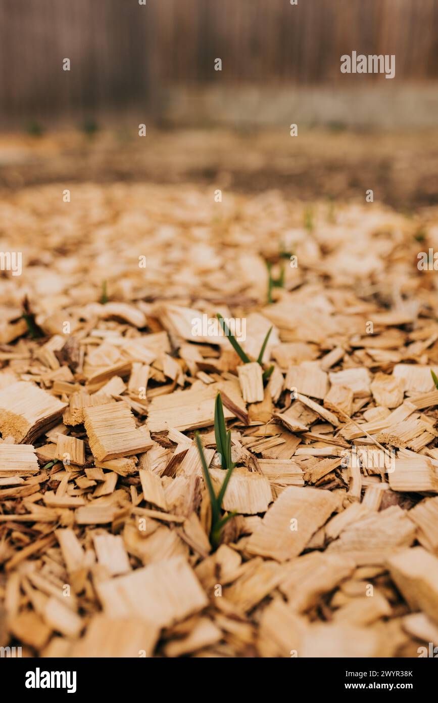 Garlic scapes sprout from the ground during early spring Stock Photo ...
