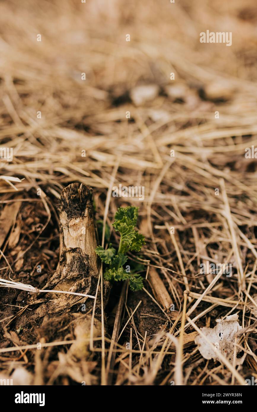 Kale leaf sprouts from last years plant in mulch covered garden Stock Photo