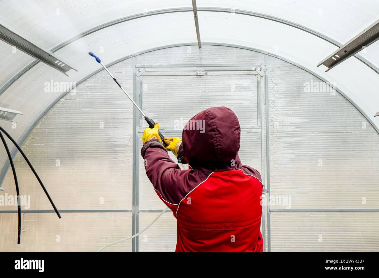 Cleaning the empty greenhouse with an antibacterial cleaner liquid, gardener spray it on the greenhouse wall for disinfection. Spring gardening. Stock Photo