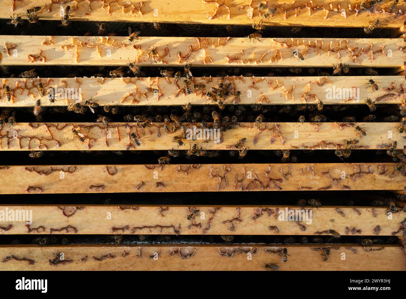 Honey bees crawl around honeycomb frames Stock Photo