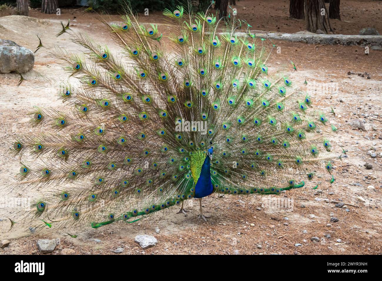 Peacock spreading its beautiful colorful tail. Plaka Forest, located in the Plaka Region of Kos Island. Greece Stock Photo