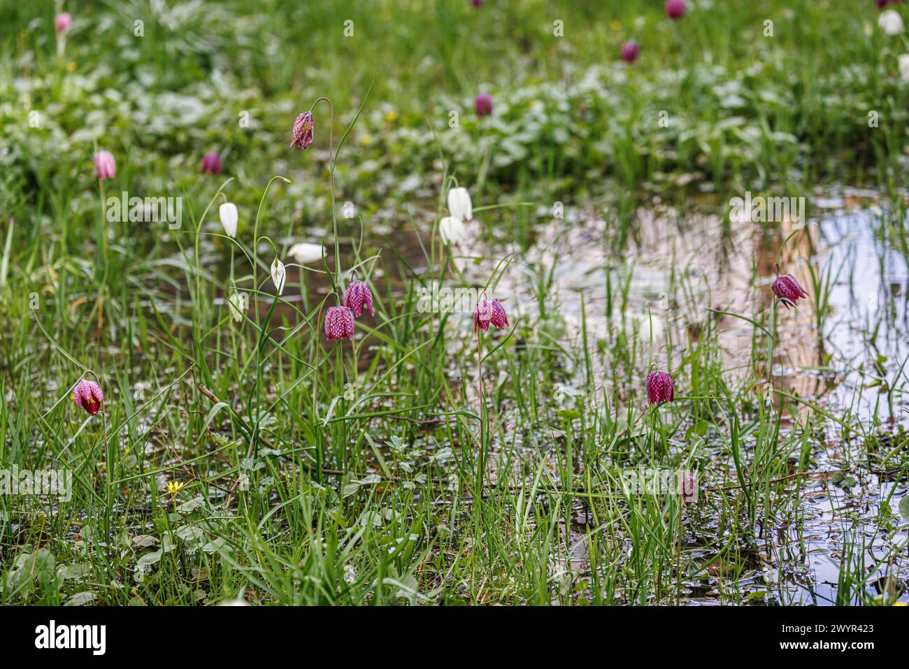 Mixed purple and white Fritillaria meleagris, snake's head lily, flowering growing in water at Vann Garden near Hambledon, Surrey in early spring Stock Photo