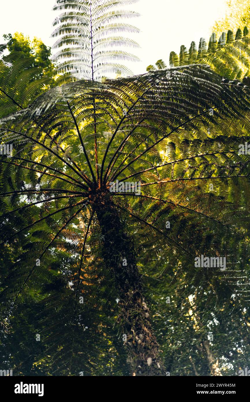 Palm tree in the tropical jungle Stock Photo - Alamy