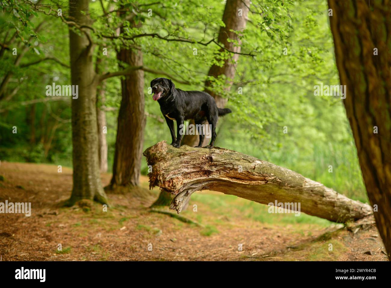 Forest animal habitat tree floor hi-res stock photography and images ...