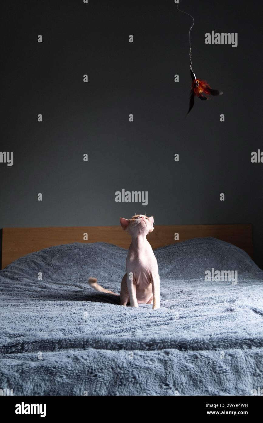 Small Devon Rex plaing with the feathers Stock Photo