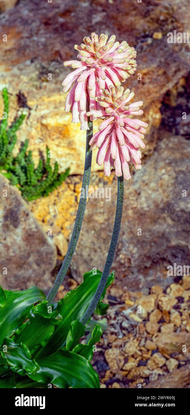 VELTHEIMIA BRACTEATA. The flowering period is autumn to early winter Stock Photo