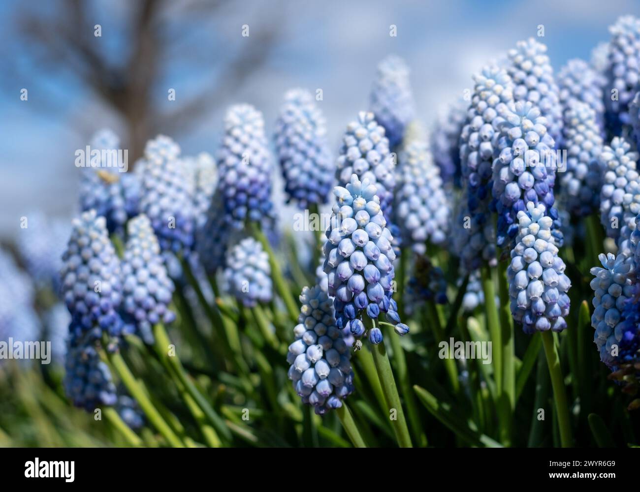 Different varieties of blue and white grape hyacinth muscari flowers in ...