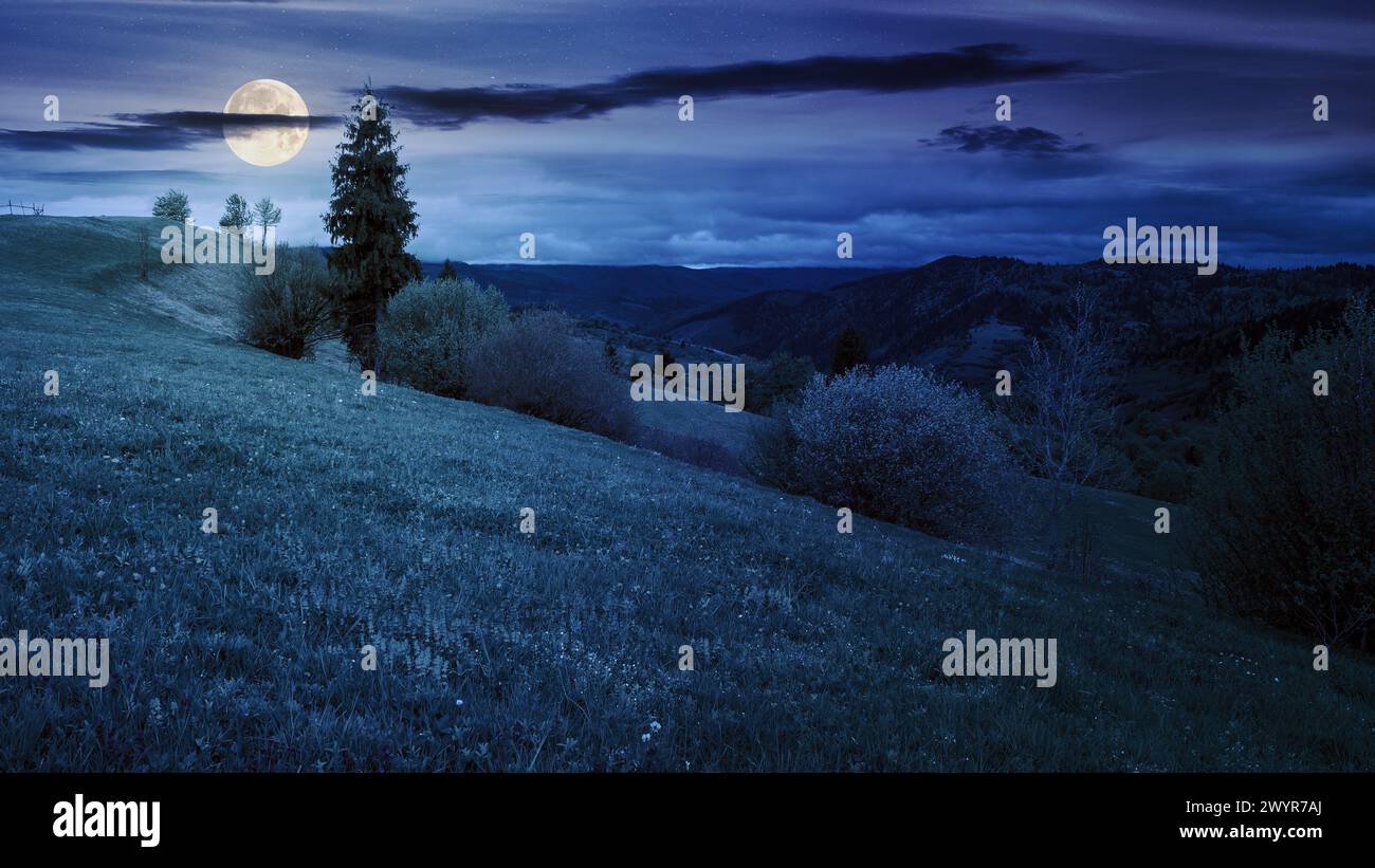 trees on the hill in spring at night. carpathian mountains with with grassy meadow in full moon light Stock Photo