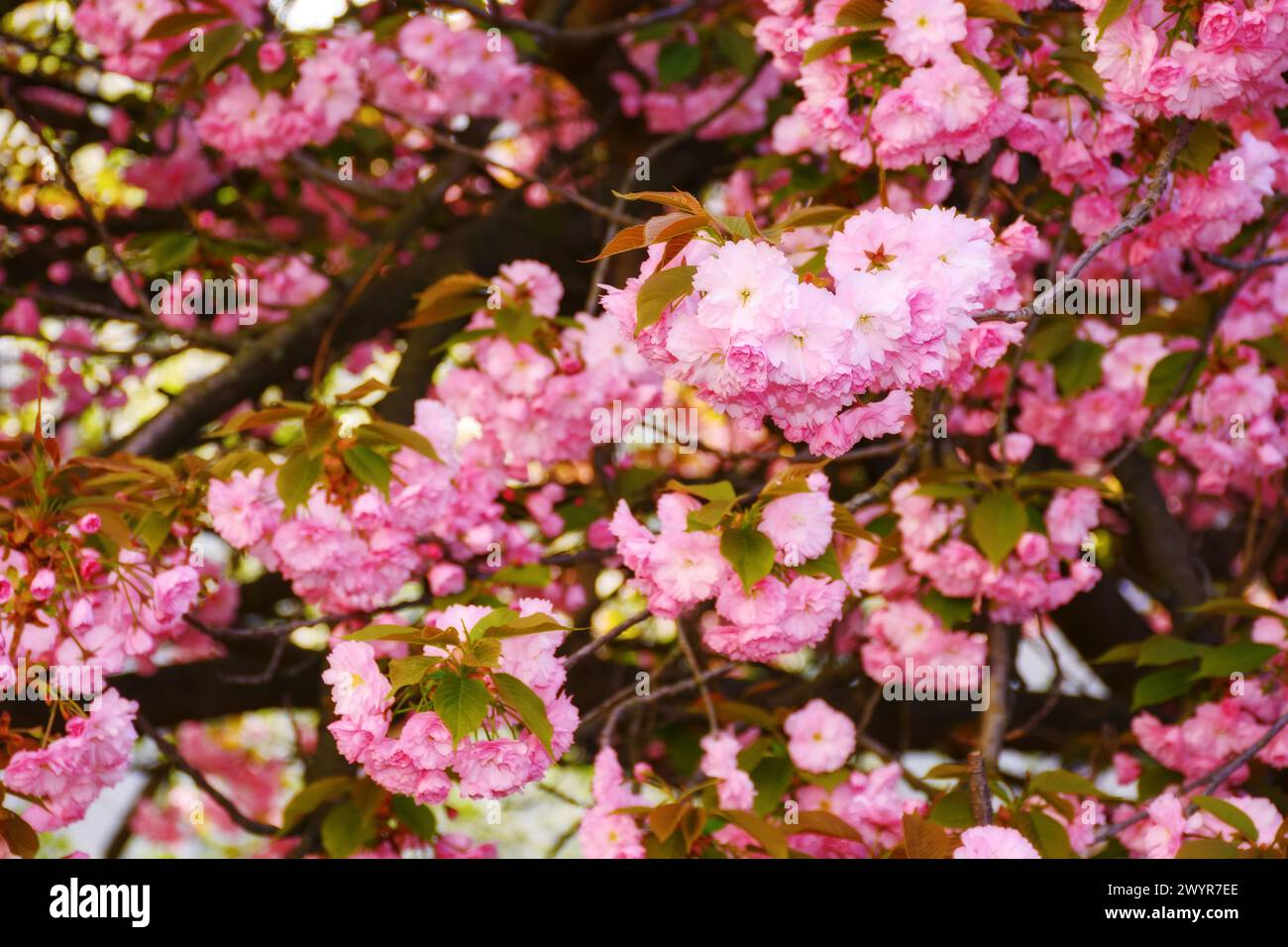 cherry blossom of kwanzan sakura on a sunny day. spring holiday season Stock Photo