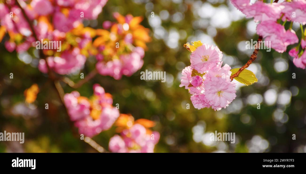 closeup of pink sakura blossom. fresh nature background on a sunny day Stock Photo