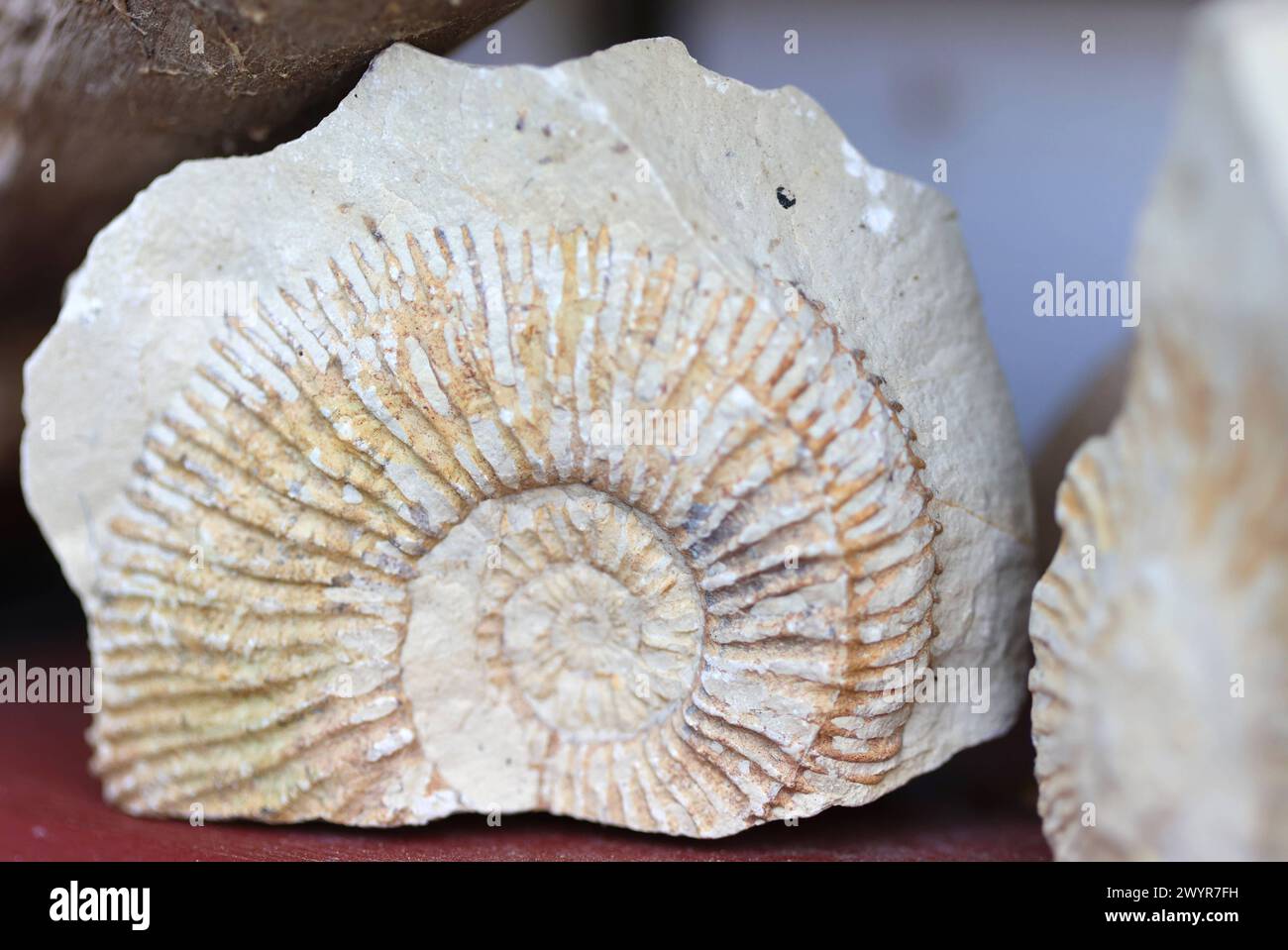 Ammonit 08.04.2024, Ostramondra, versteinerter Ammonit *** Ammonite 08 04 2024, Ostramondra, fossilized ammonite Stock Photo