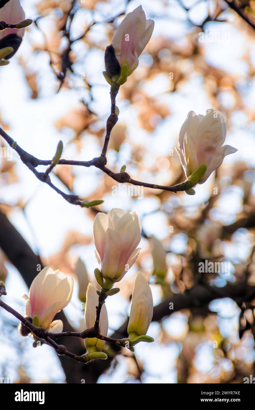 Large pink flowers magnolia tree hi-res stock photography and images ...
