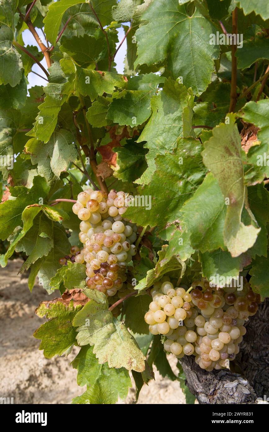 Viura (aka Macabeo) vineyard near Laguardia. Rioja Alavesa, Álava ...