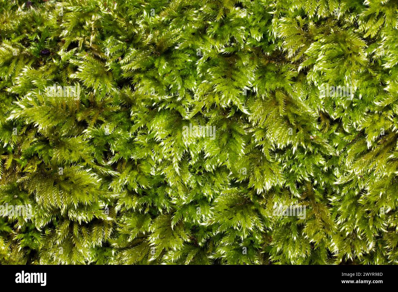 Homalothecium lutescens (Yellow Feather-moss) can be found in calcareous grassland and on sand dunes. It occurs in Eurasia and North America. Stock Photo