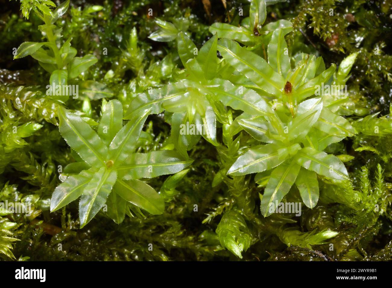 Plagiomnium undulatum (Hart’s-tongue Thyme-moss) is common in base-rich or neutral soil in woodland and grassland. Stock Photo
