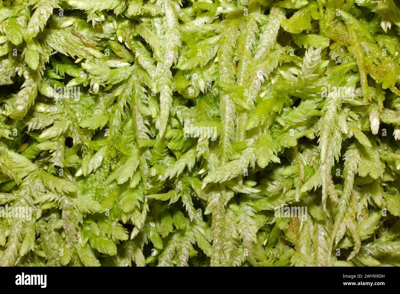 Plagiothecium undulatum (wavy-leaved cotton moss) is found in acidic soil and on wood and rocks. It is common in the UK. Stock Photo