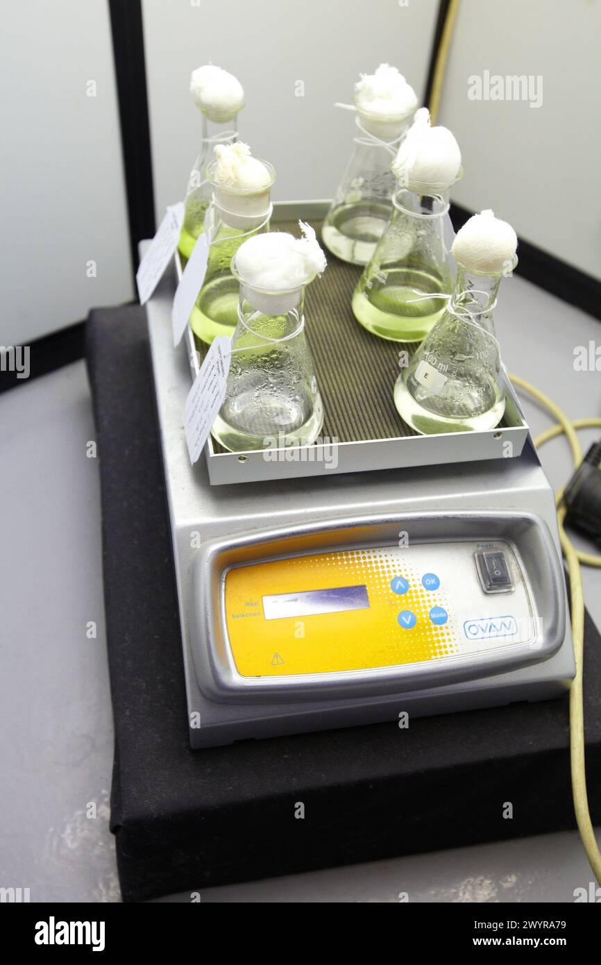 Algae on agar, ecotoxicity and biocide test laboratory, Technology ...