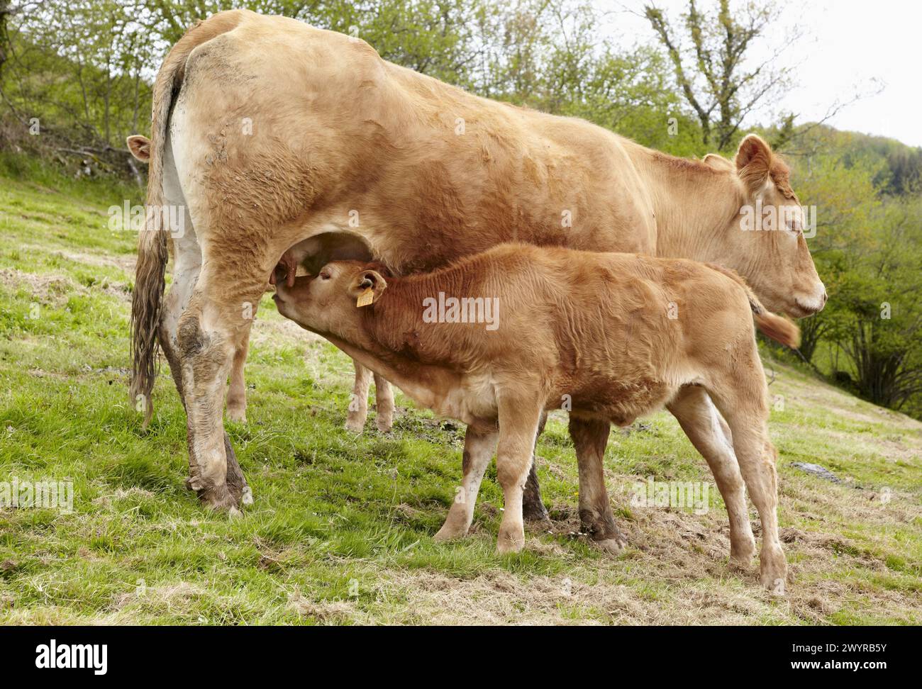 Limousin cattle, Beizama, Gipuzkoa, Basque Country, Spain. Stock Photo