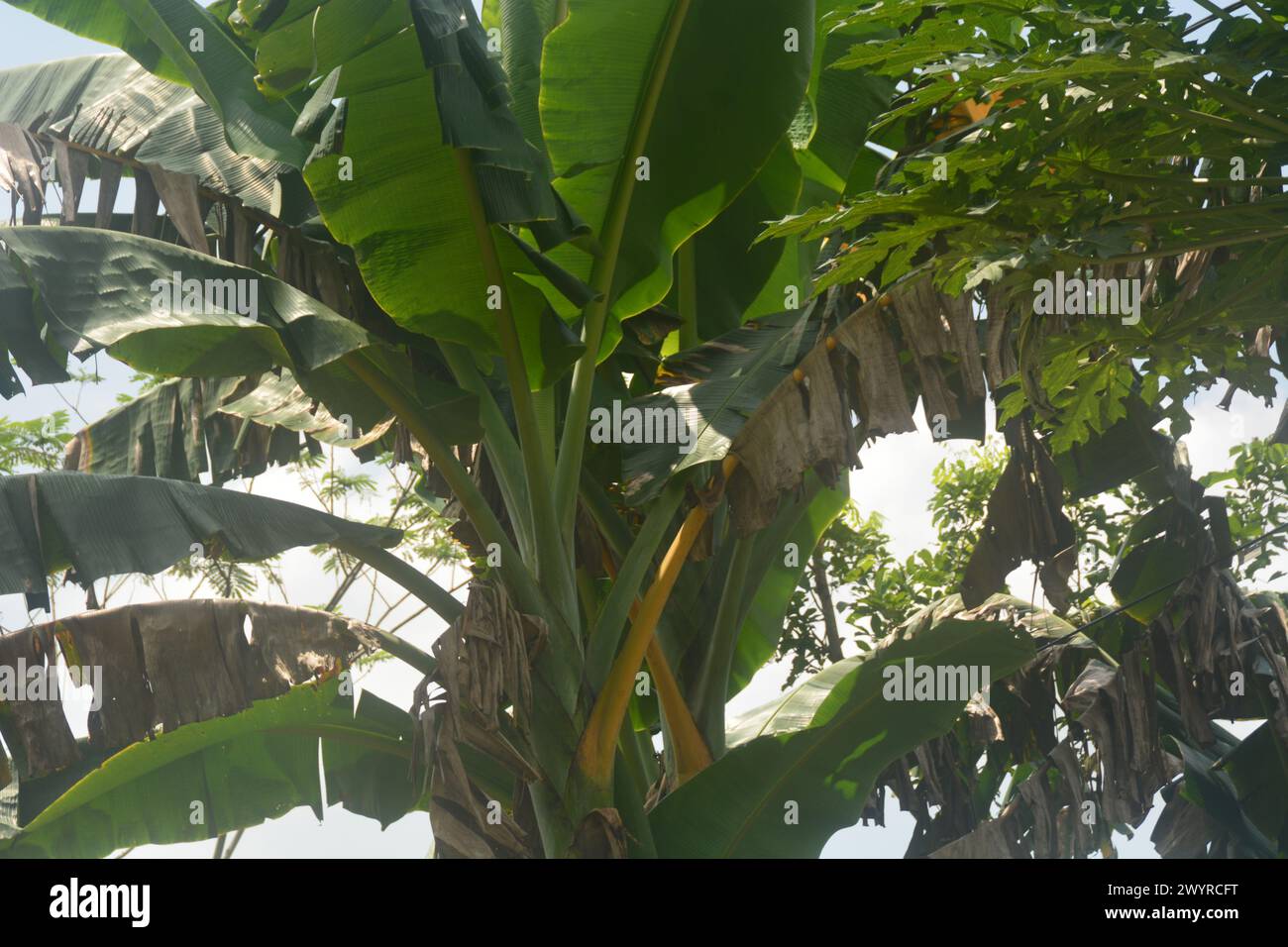 Scene of a banana tree that grows in the yard of the house. Banana