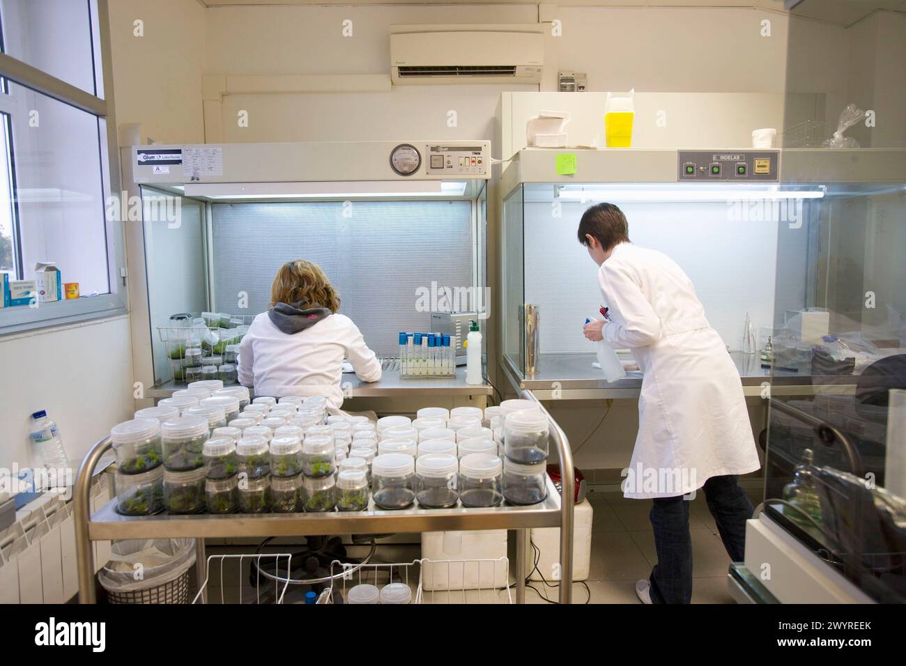 Planta de laboratorio hi-res stock photography and images - Alamy