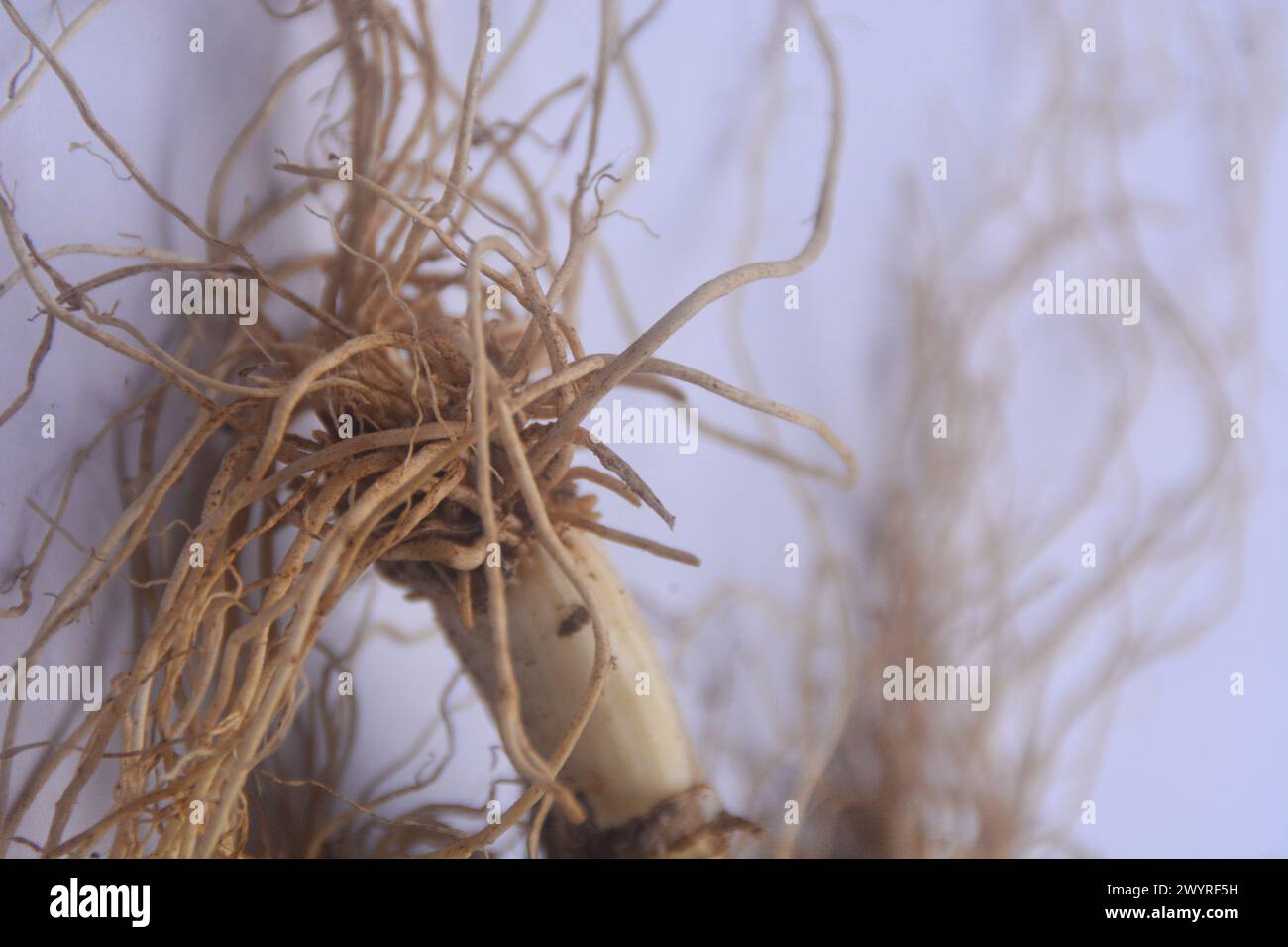 close up view of the root of leeks, has fibrous roots. The roots of leeks that have been taken and the remaining roots when soaked in water and then r Stock Photo