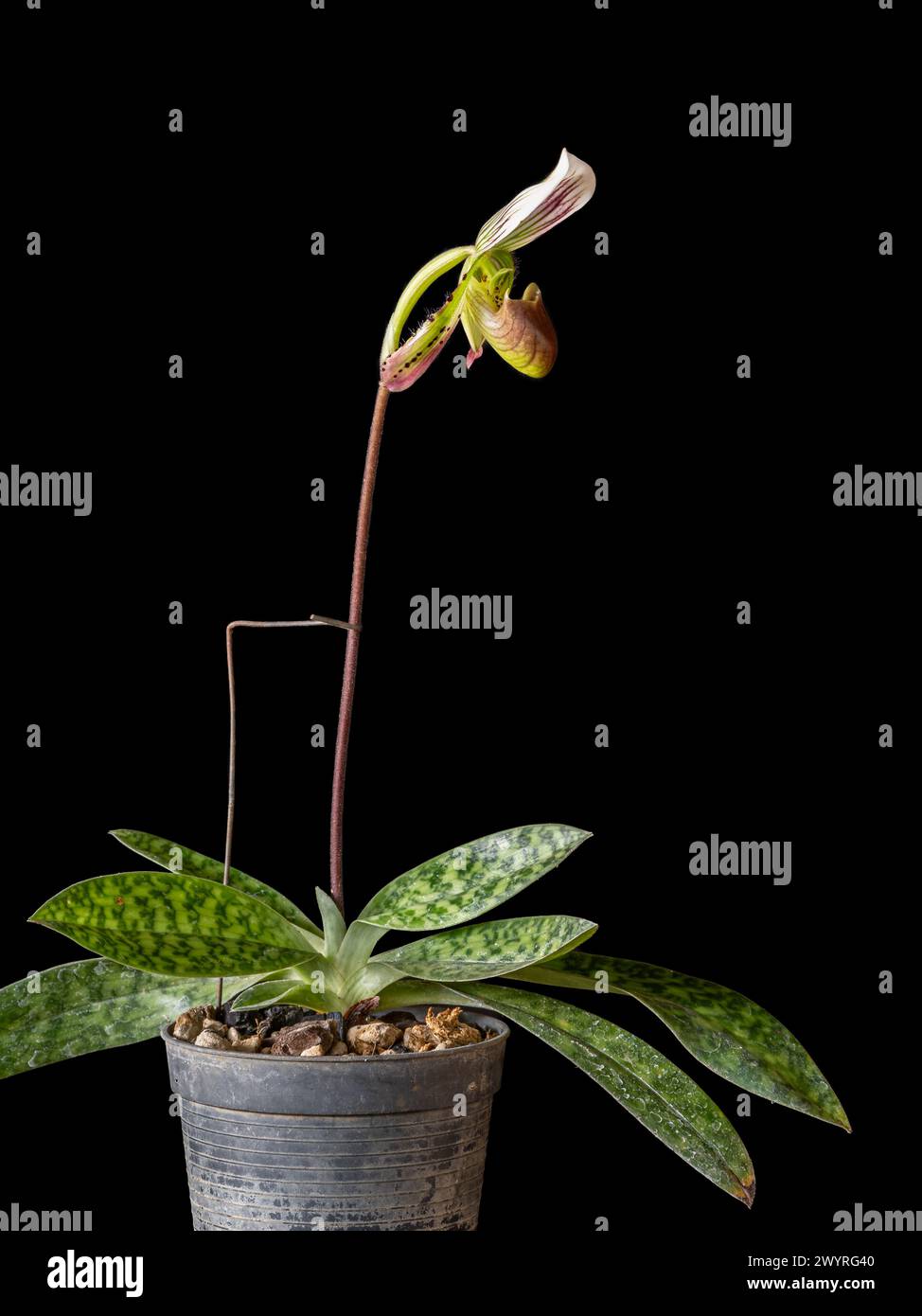Vertical view of potted lady slipper orchid species paphiopedilum callosum with bright purple green and white flower isolated on black background Stock Photo