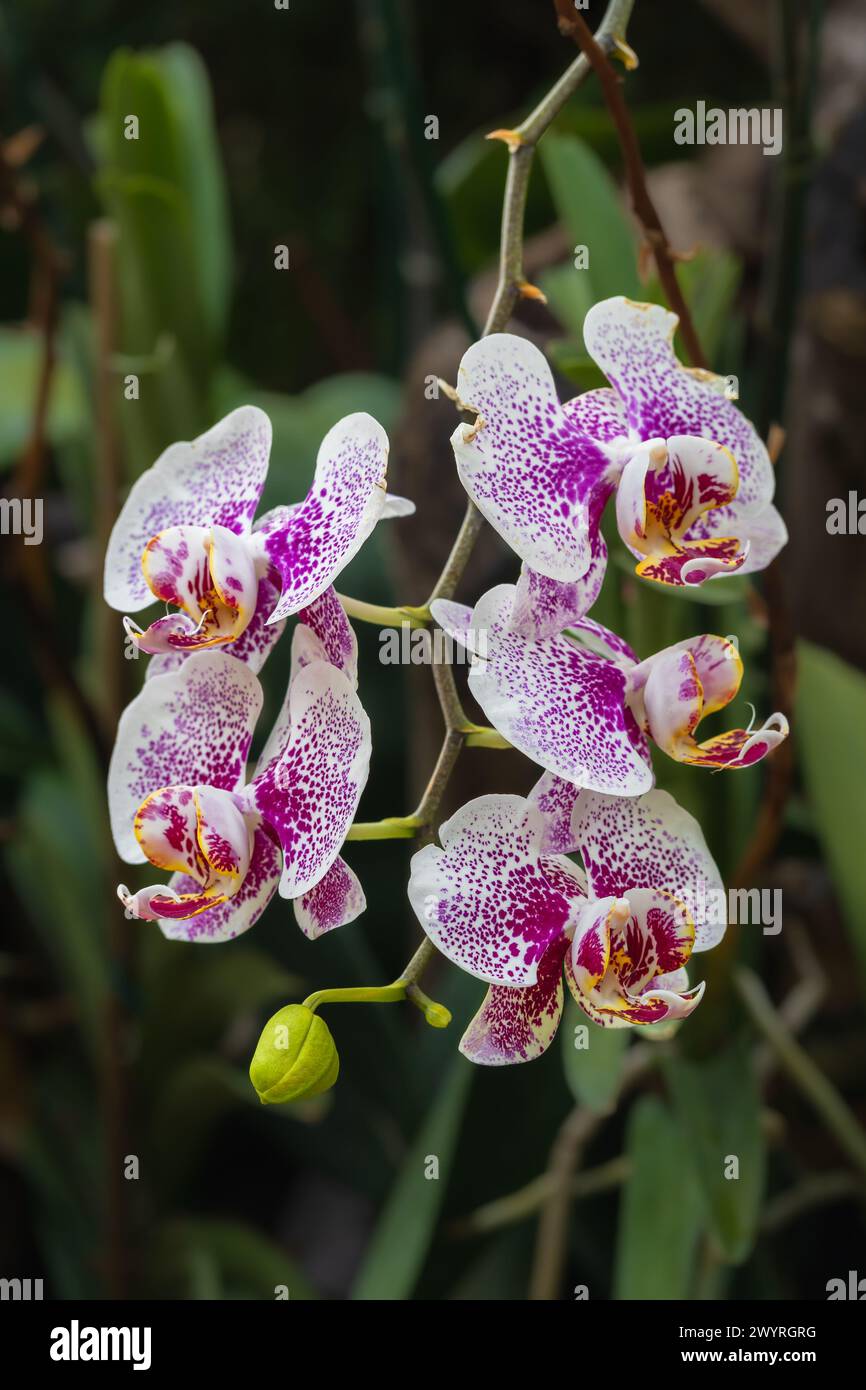 Closeup view of colorful purple pink speckled white flowers of phalaenopsis orchid hybrid aka moth orchid blooming outdoors in tropical garden Stock Photo
