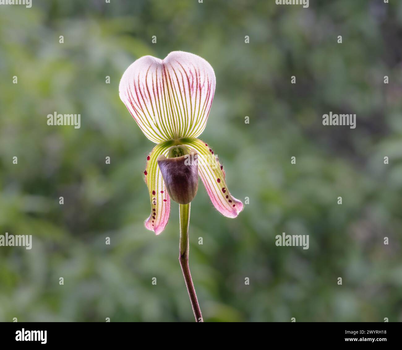 Closeup view of backlit purple green and white flower of blooming lady slipper orchid species paphiopedilum callosum isolated on natural background Stock Photo