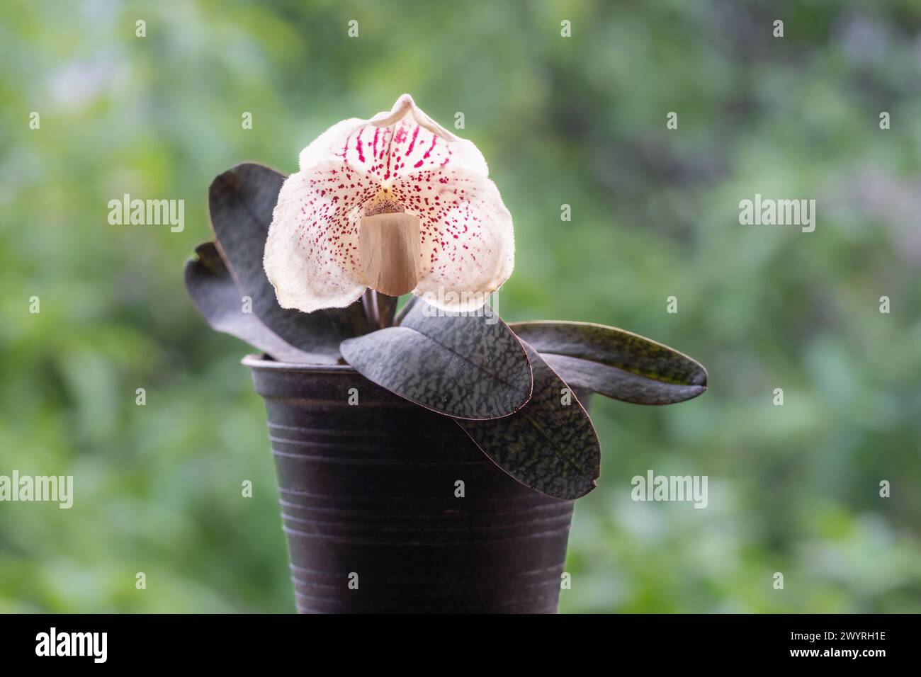 Closeup view of backlit lady slipper orchid paphiopedilum godefroyae var ang-thong in pot with flower and leaves isolated on natural background Stock Photo