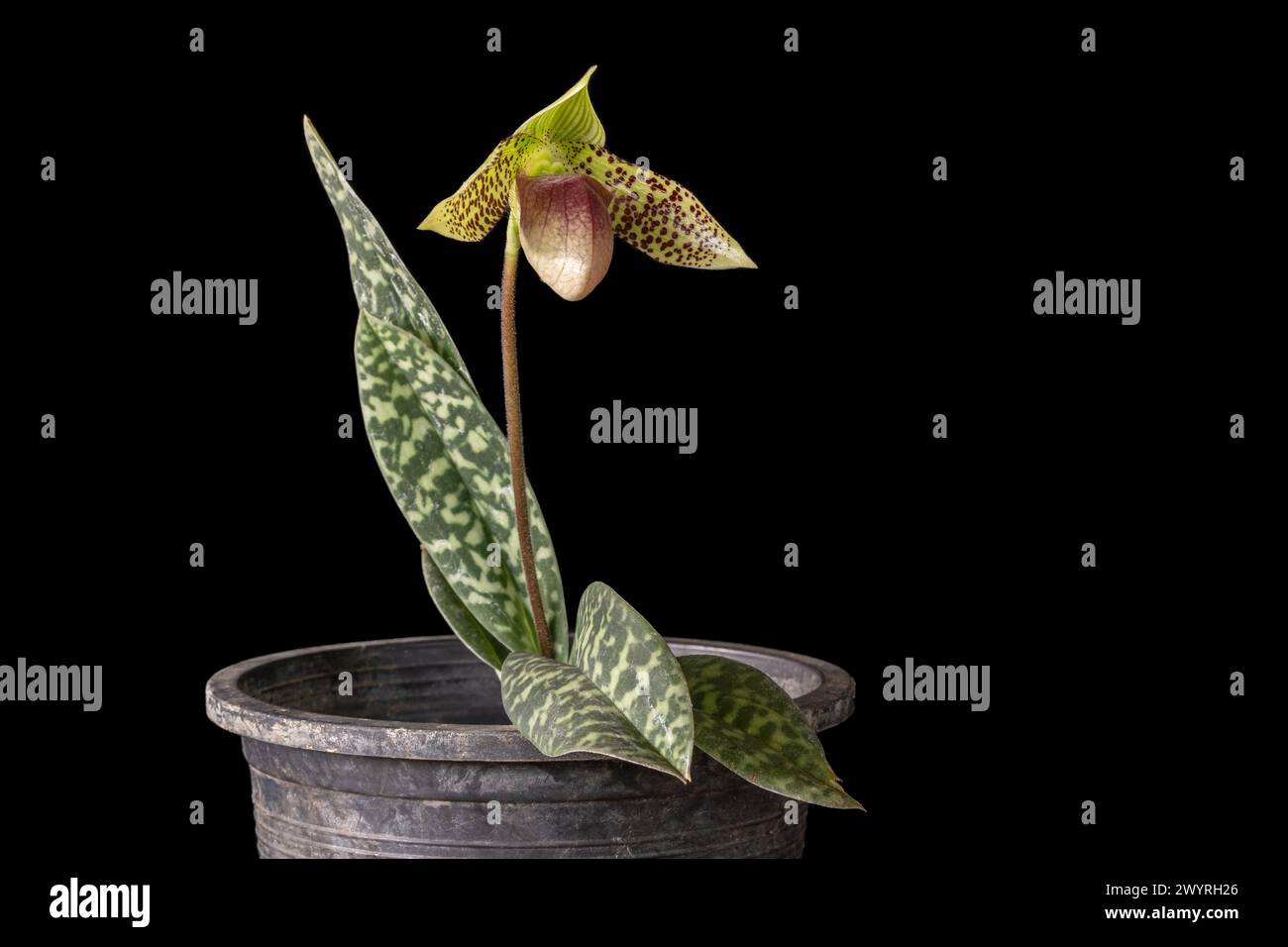 Closeup view of potted lady slipper orchid species paphiopedilum sukhakulii with purple red and green flower isolated on black background Stock Photo