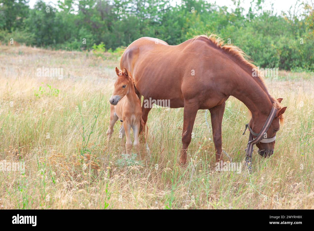 Horse and foal in the meadow at summer day Stock Photo