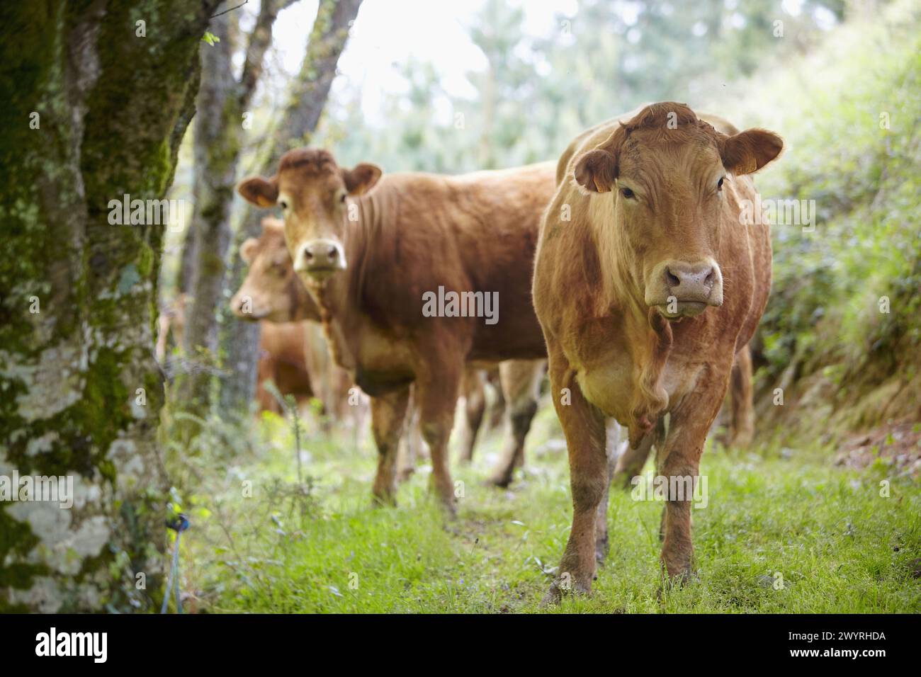 Limousin cows, cattle, Beizama, Guipuzcoa, Basque Country, Spain. Stock Photo