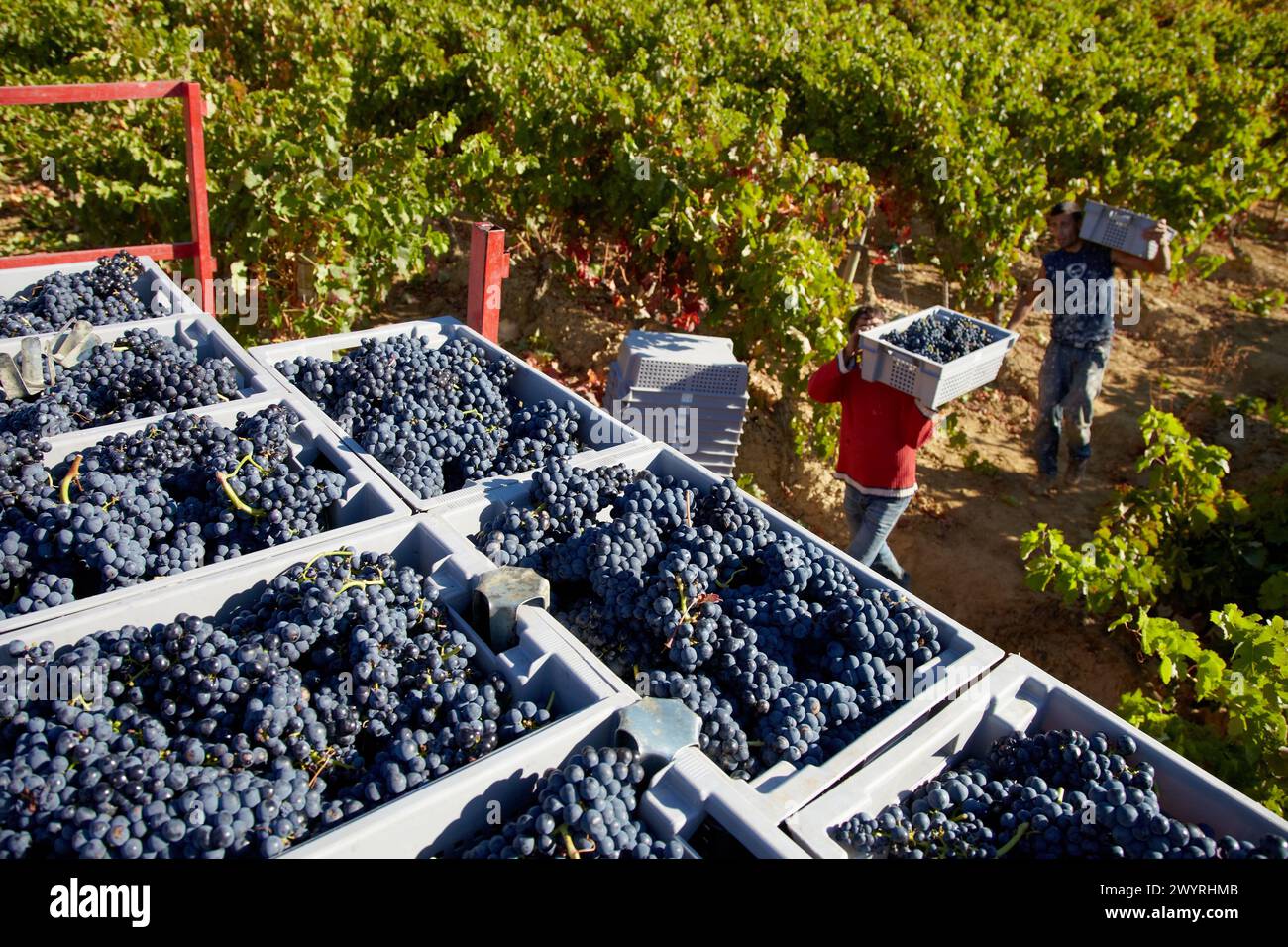 Vintage, Tempranillo grape, Vineyards, Bodegas Baigorri, Samaniego, Araba, Rioja Alavesa, Basque Country, Spain. Stock Photo