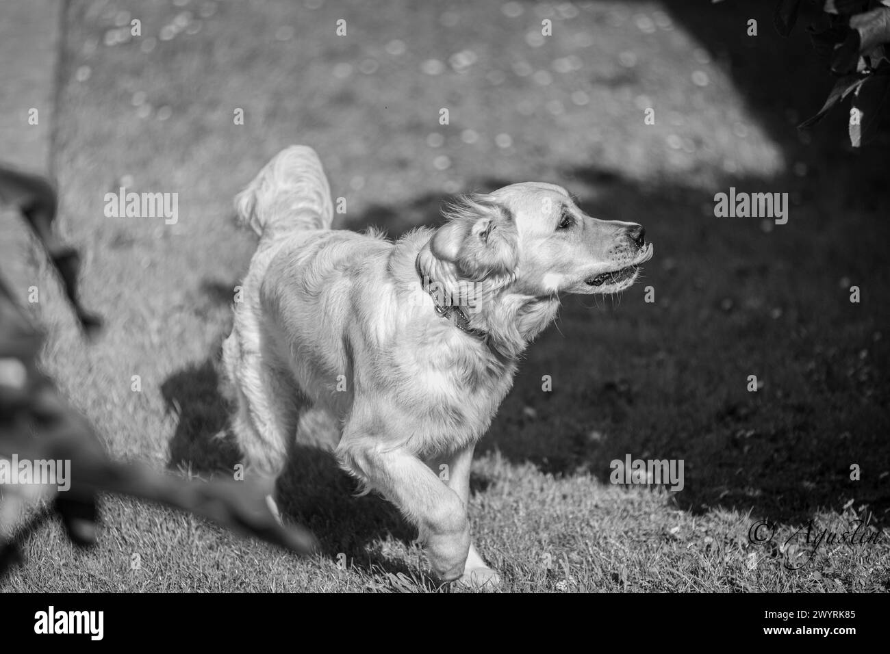 My 9 month old golden Dexter in full youth and happiness playing