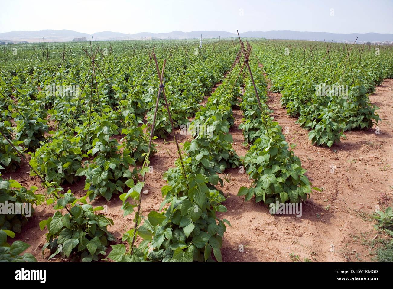 Green beans plantations. Vegetables. Oco (near Estella), Navarre, Spain. Stock Photo