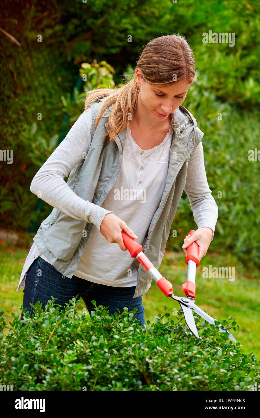 Pruning She Woman with pruning shears cutting the hedge. Garden Stock Photo - Alamy