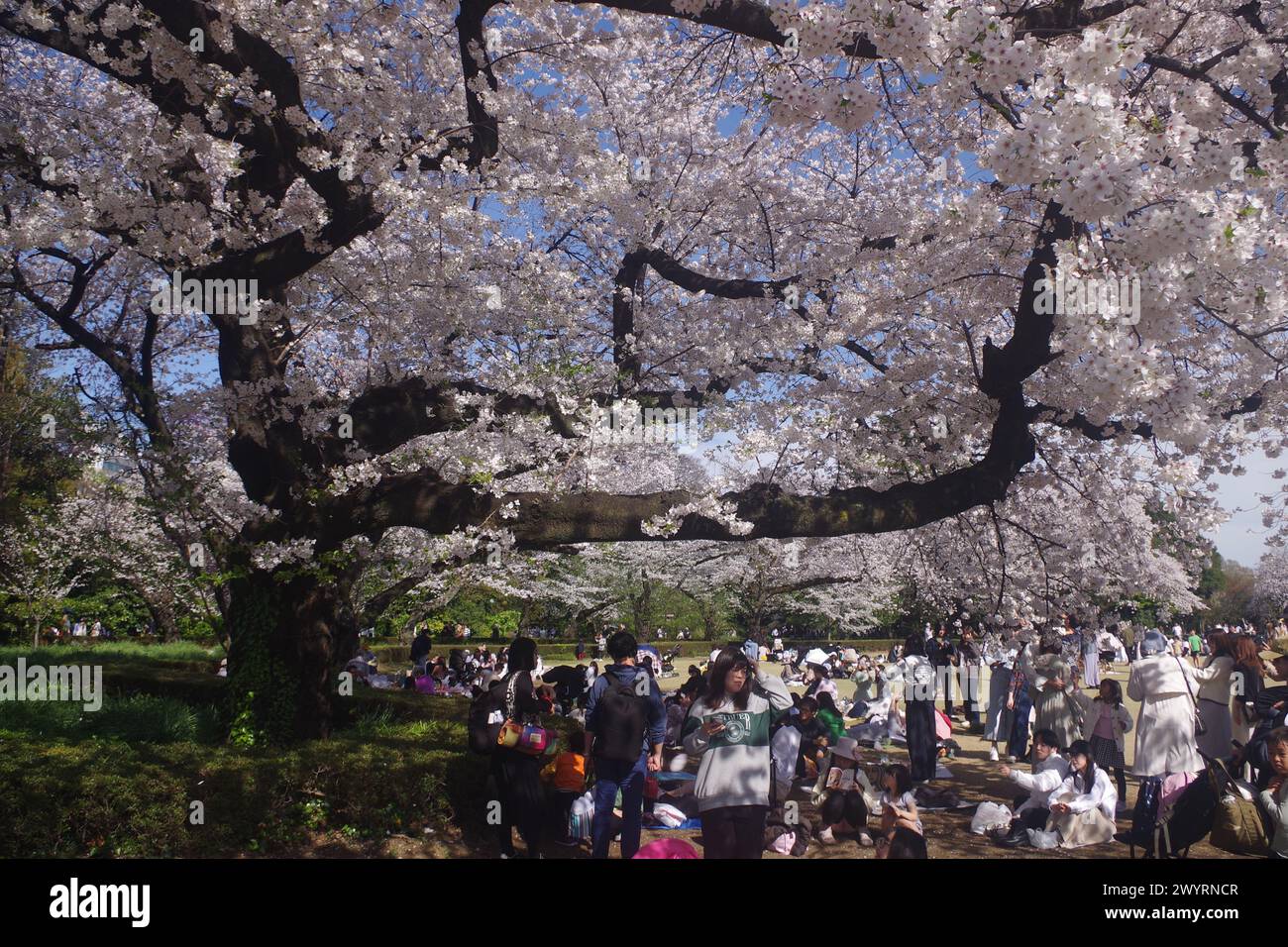 Cherry Blossom in Full Bloom in Tokyo, Japan Stock Photo