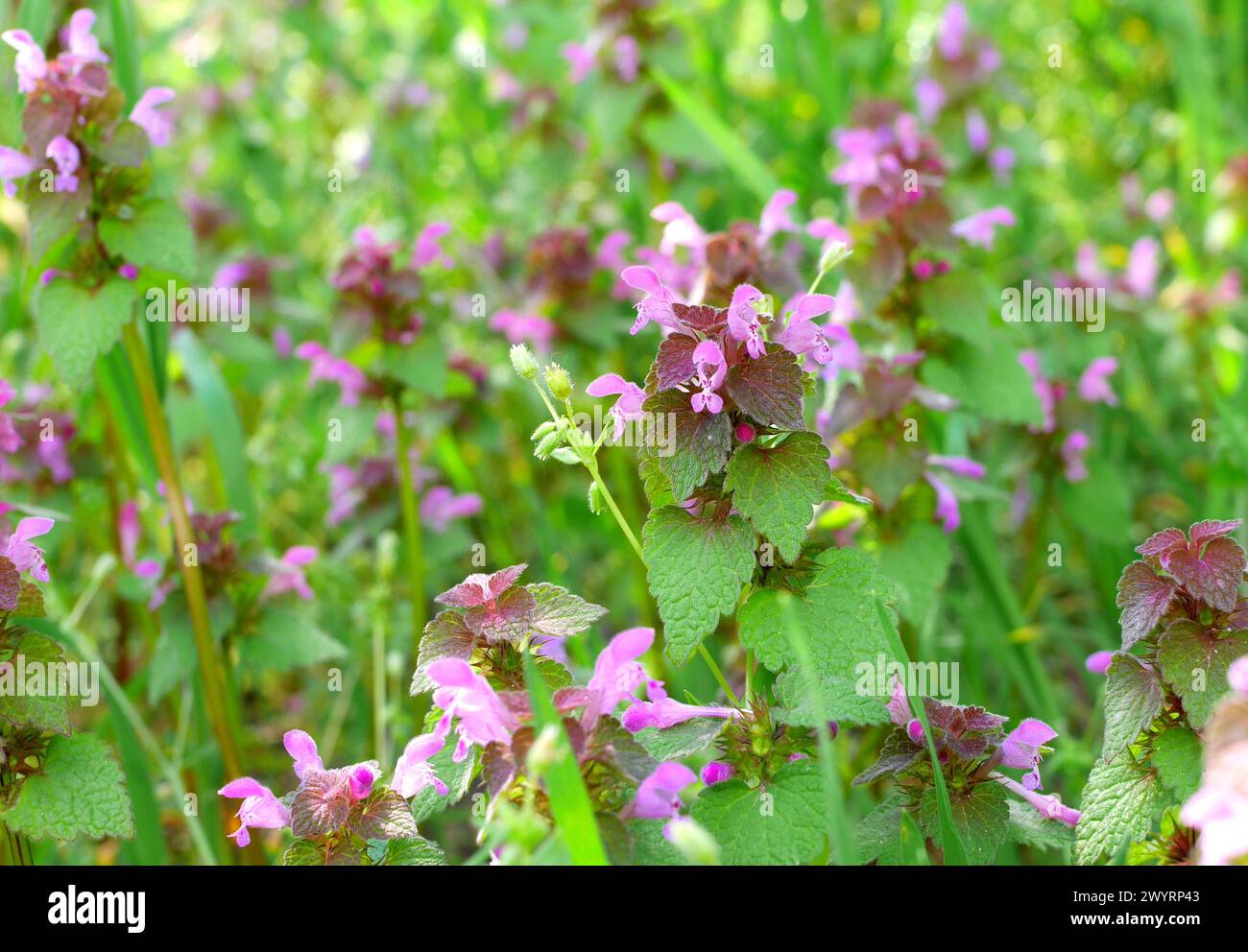 Lamium purpureum, red dead nettle, purple dead nettle, dead nettle, purple archangel, growing in a garden, Pest County, Hungary Stock Photo