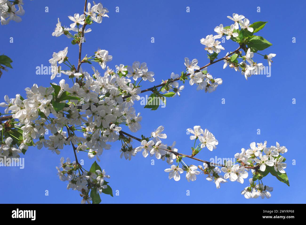 Blossom on a sour cherry (Prunus cerasus) tree,  Pest County, Hungary Stock Photo