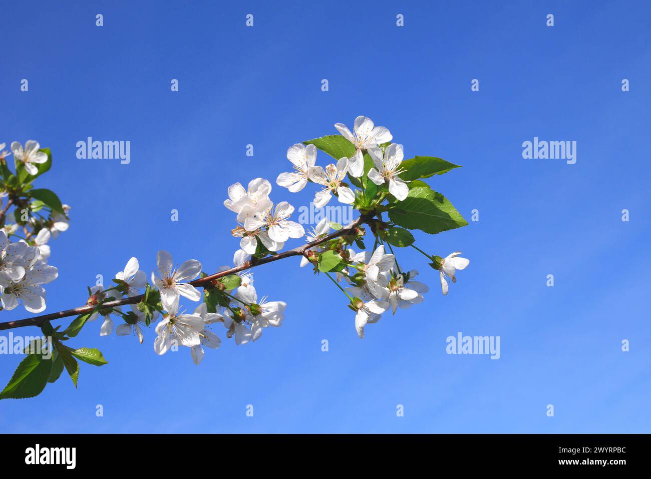 Blossom on a sour cherry (Prunus cerasus) tree,  Pest County, Hungary Stock Photo