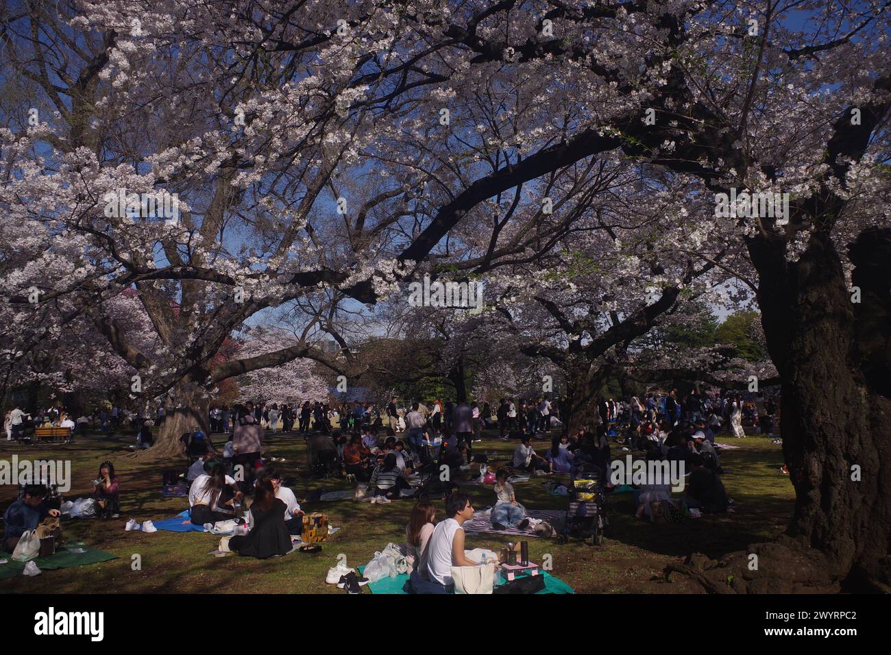 Cherry Blossom in Full Bloom in Tokyo, Japan Stock Photo